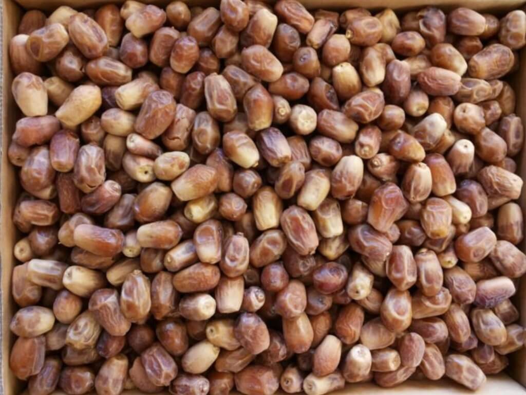 ARTIKEL 4 (Kurma Zahidi).jpg