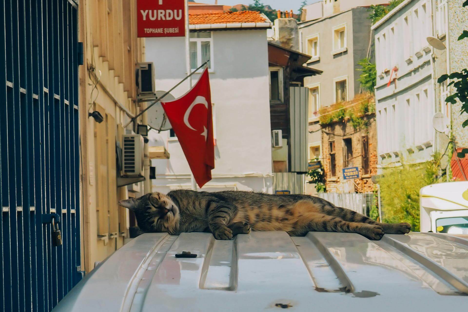 turki 4.jpg